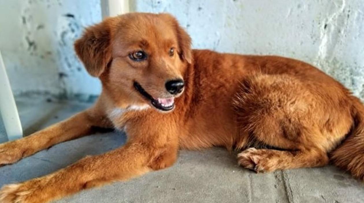 'Zacha', la perrita perdida en el barrio San Antonio.