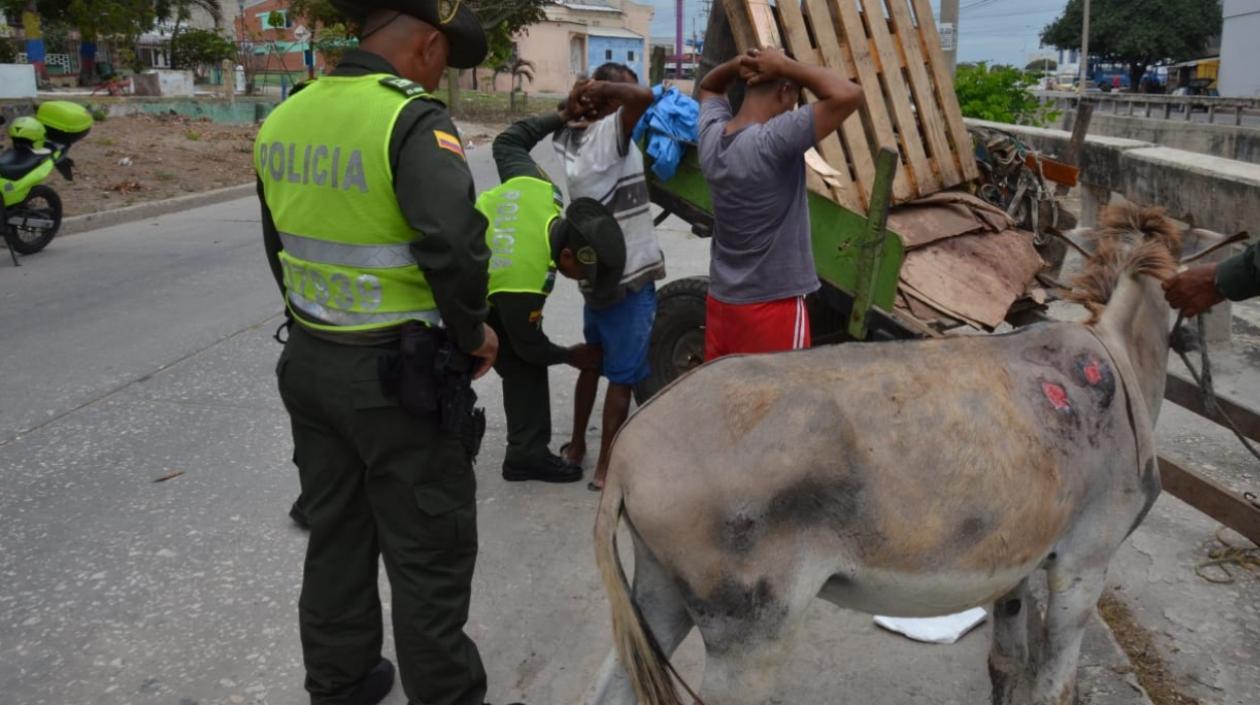 El burro presenta laceraciones y signos de deshidratación.