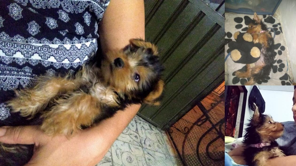 'Chula' se perdió en el barrio Costa Hermosa.
