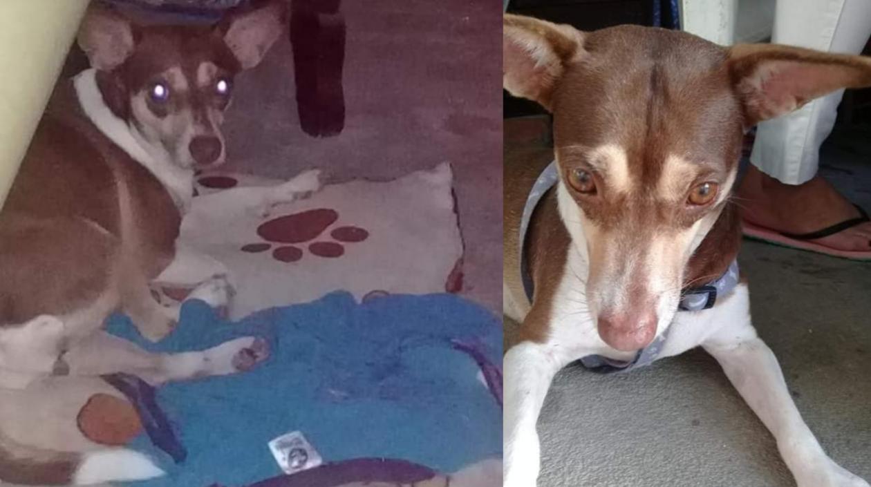 En el barrio La Sierrita buscan a 'Chispitas'.