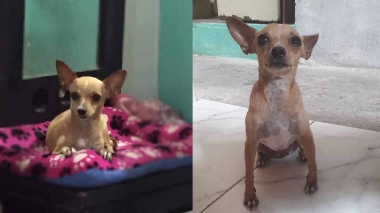 Ella es la perrita 'Lulú Marcela'.