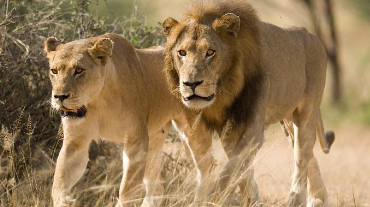 El servicio de Parques Naturales de Sudáfrica afirma que no está seguro de que la manada pertenezca a esta importante reserva.