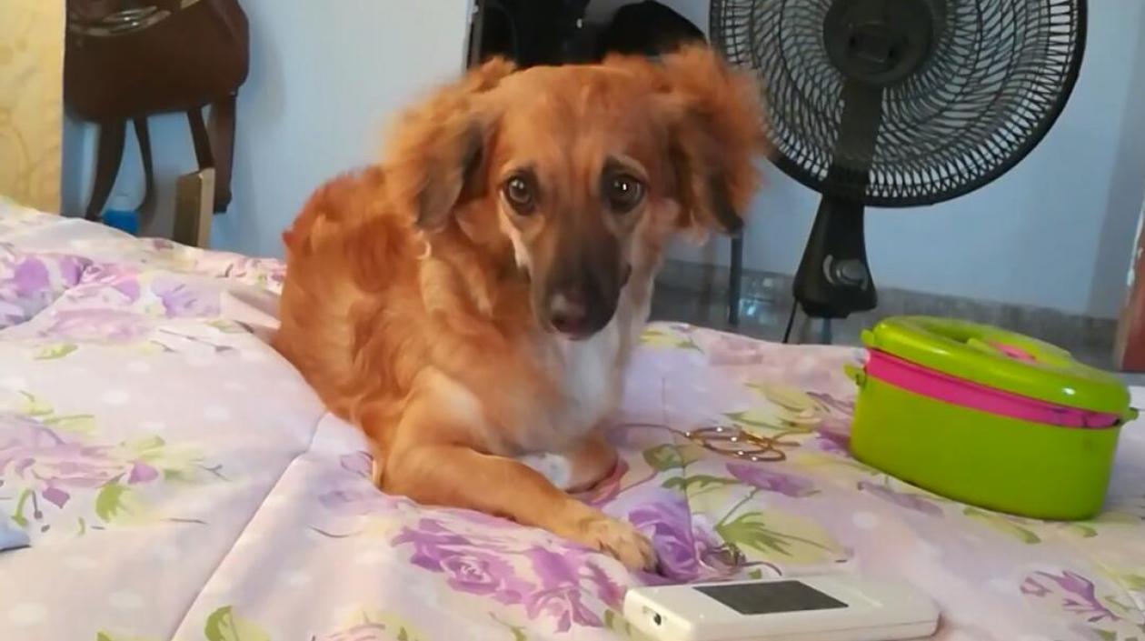 Esta es 'Dulce María', la perrita extraviada en la Ciudadela Metropolitana de Soledad.