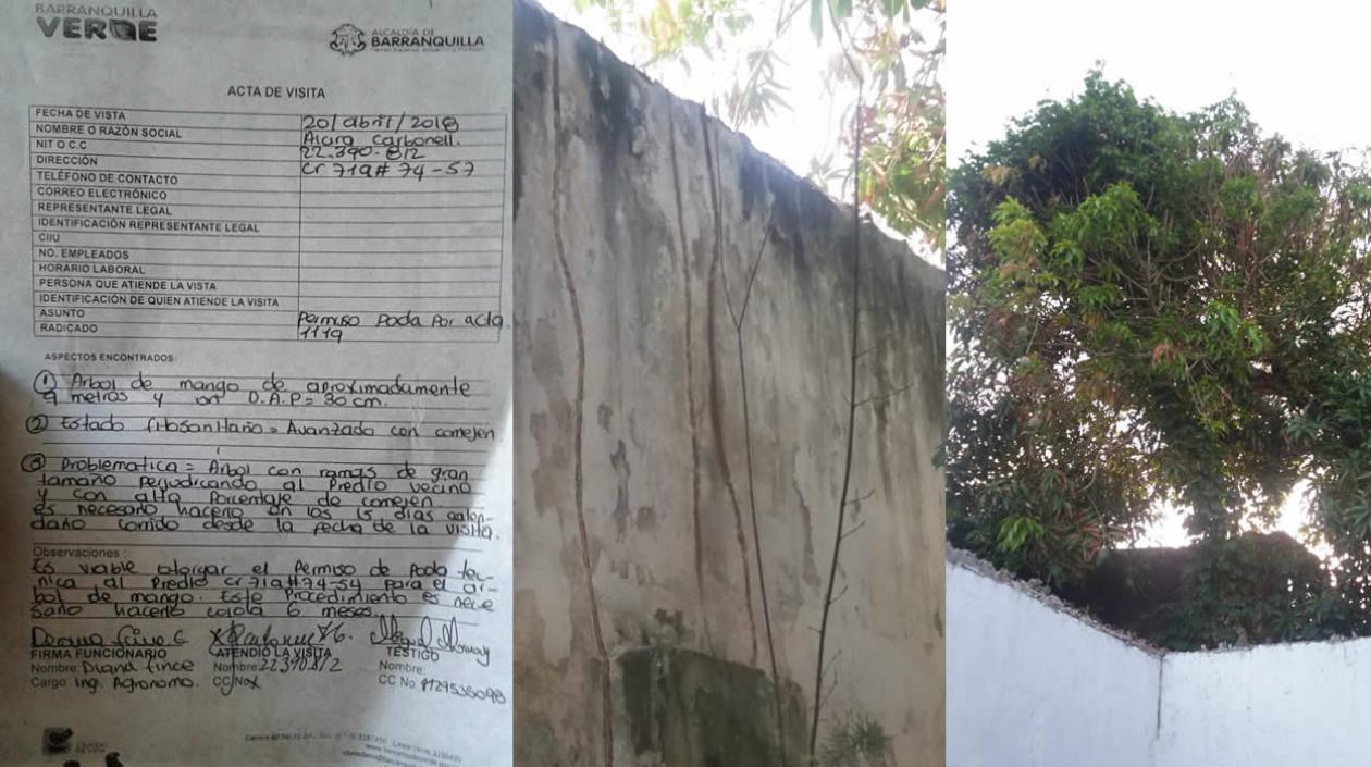 Acta de Barranquilla Verde, árbol de mango y el comején en predios vecinos.