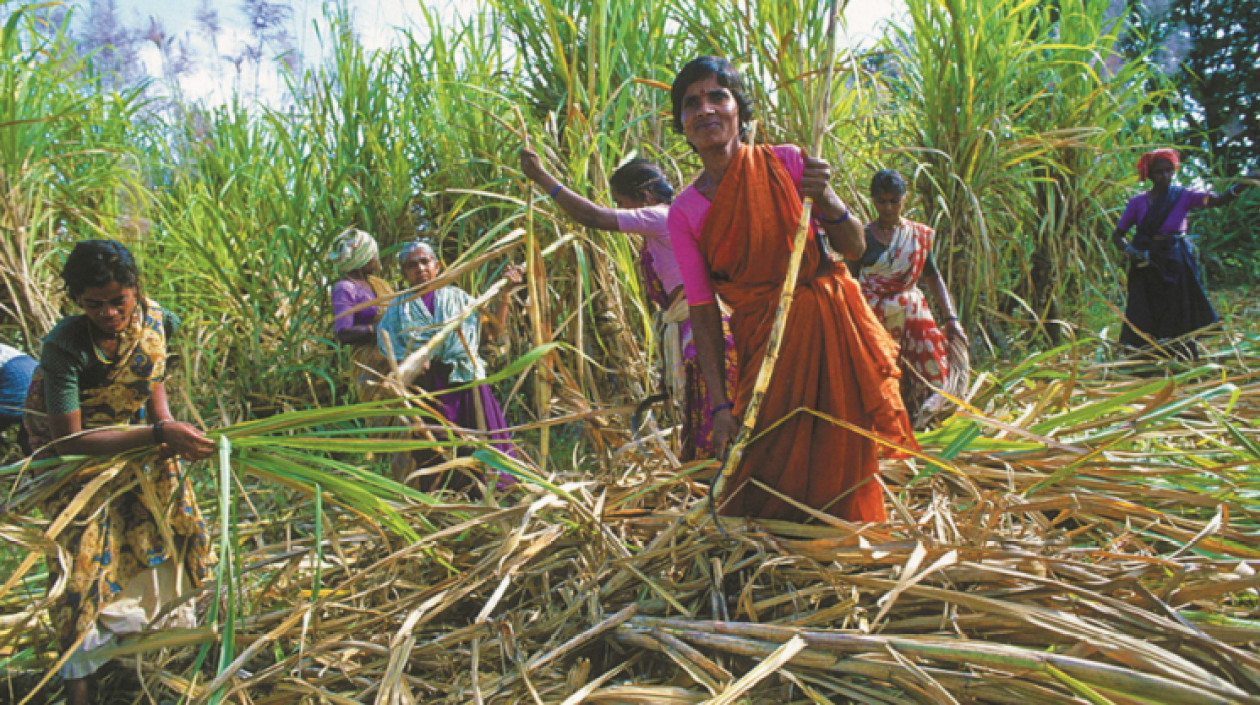 Las trabajadoras se enfrentan a multas de 500 rupias - unos 6,3 euros, el sueldo de todo un día - si no acuden a cortar caña de azúcar una jornada.