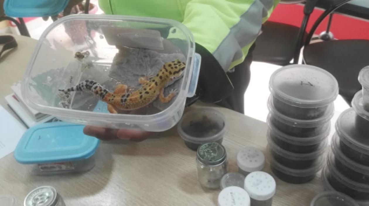 Especies del medio oriente rescatadas en frontera de Ecuador y Colombia.