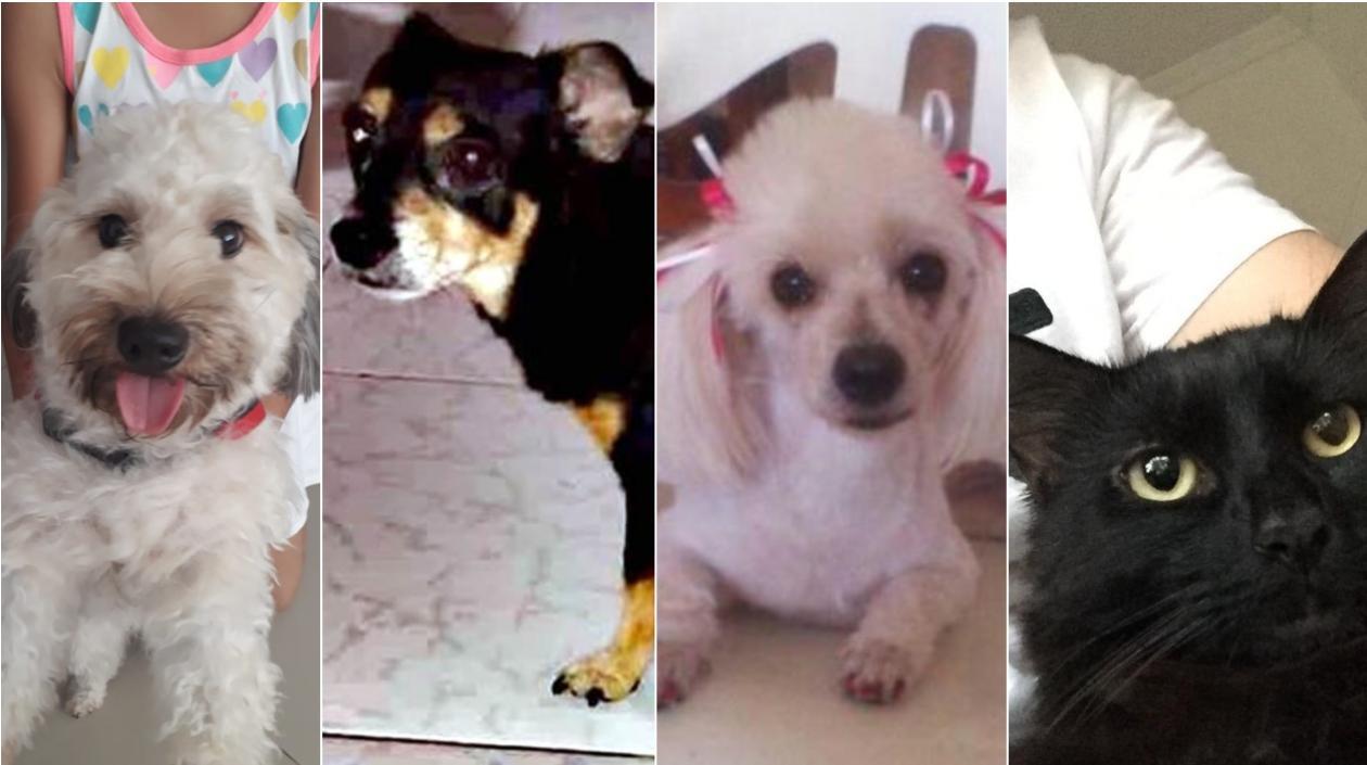 Estas son las mascotas perdidas y que sus dueños buscan.