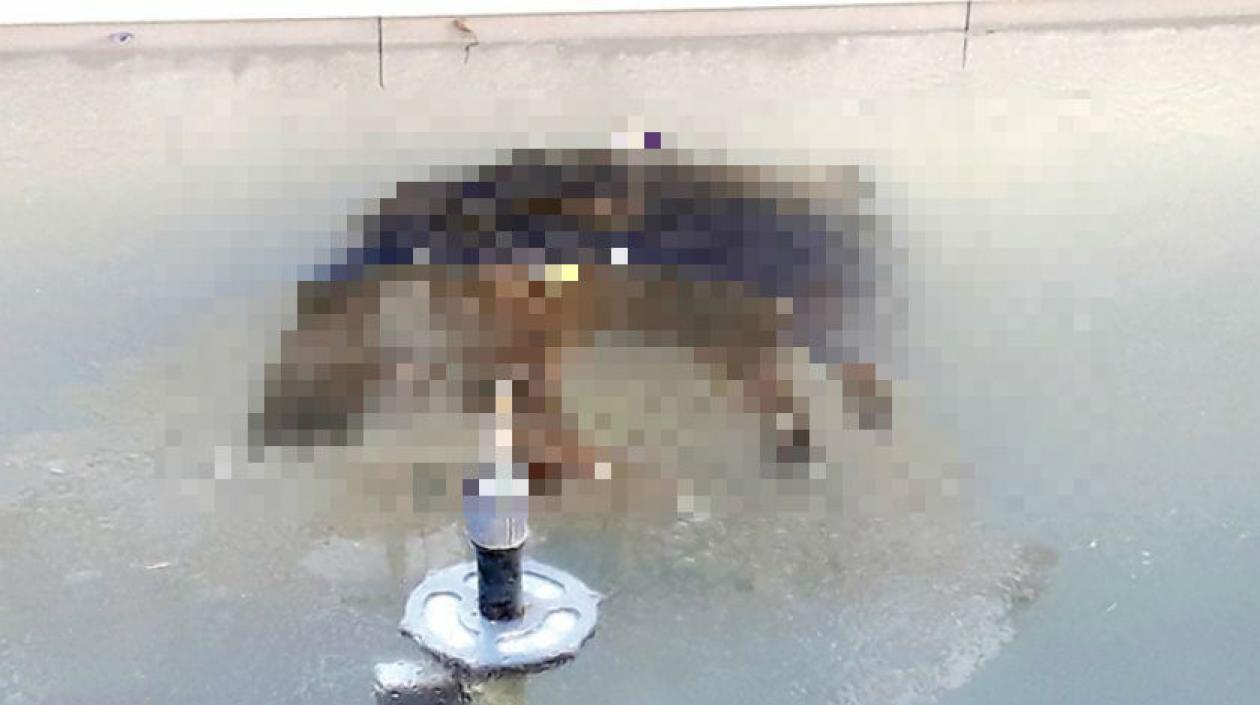 El perro murió en una fuente congelado por las temperaturas.