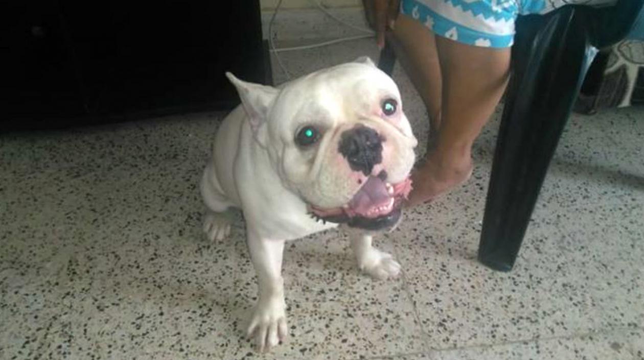 El perro 'Ruffo' está perdido. 