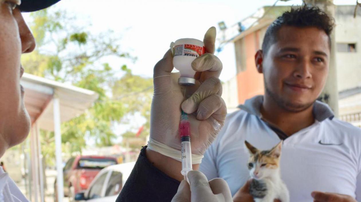 Jornadas a perros y gatos serán dos veces por semana.