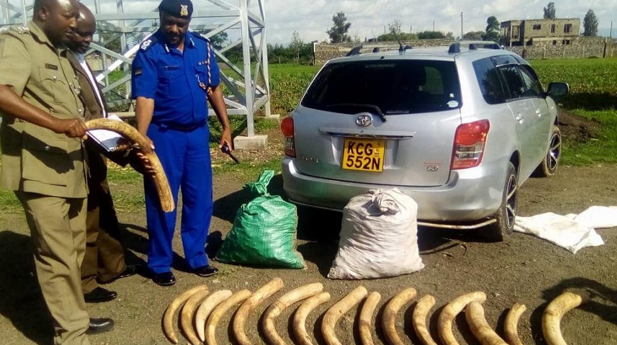  Colmillos de elefante (Oloxodanta africana) capturados por el Servicio de Vida Silvestre de Kenia durante las patrullas de campo.