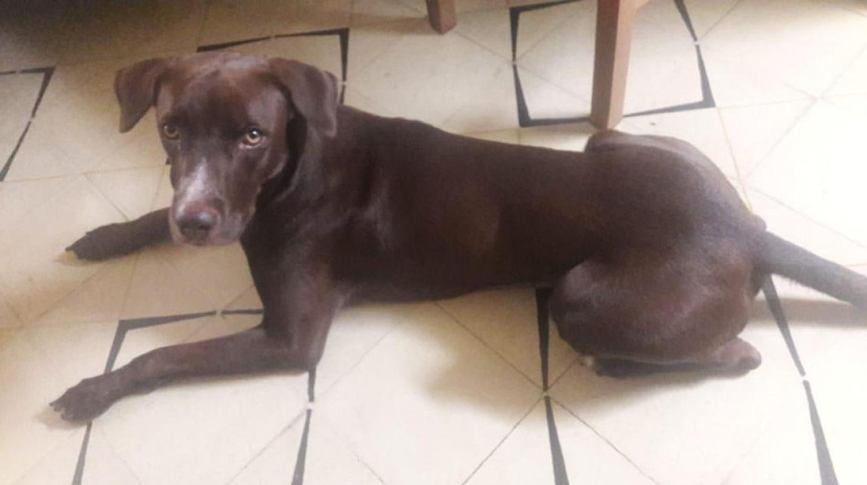 'Niko' se perdió en el Parque Sagrado Corazón de Barranquilla.
