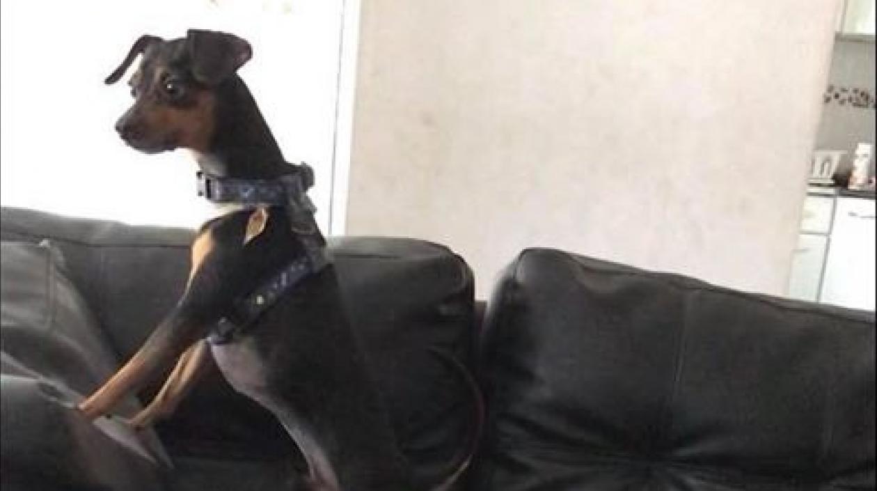 'Toto Mariño', perro extraviado