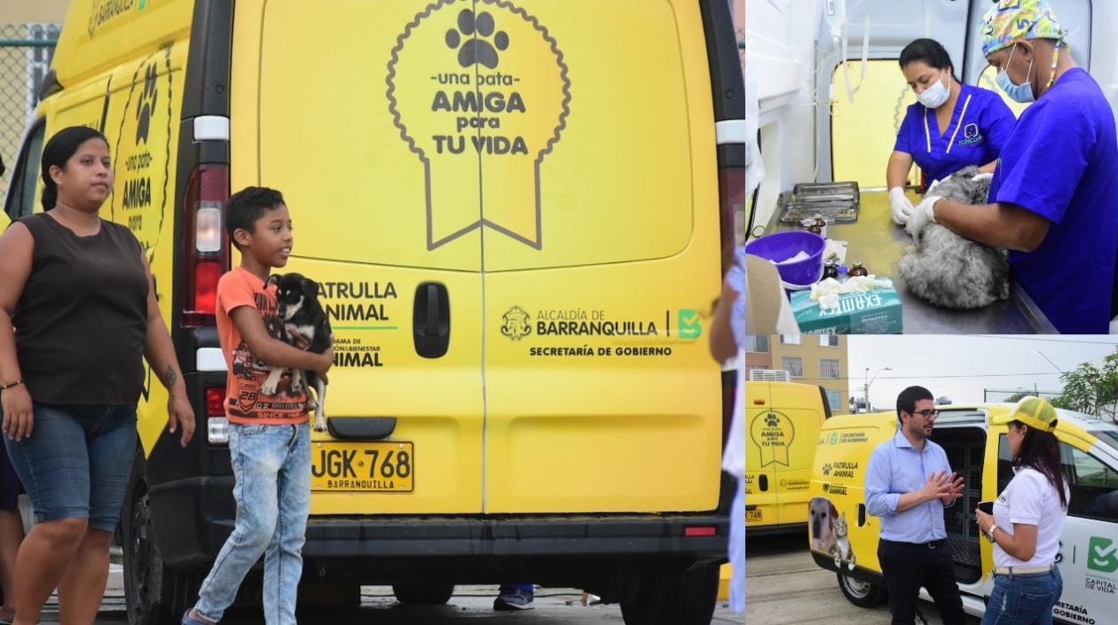 La Patrulla Animal realiza a diario esterilizaciones a gatos y perros.
