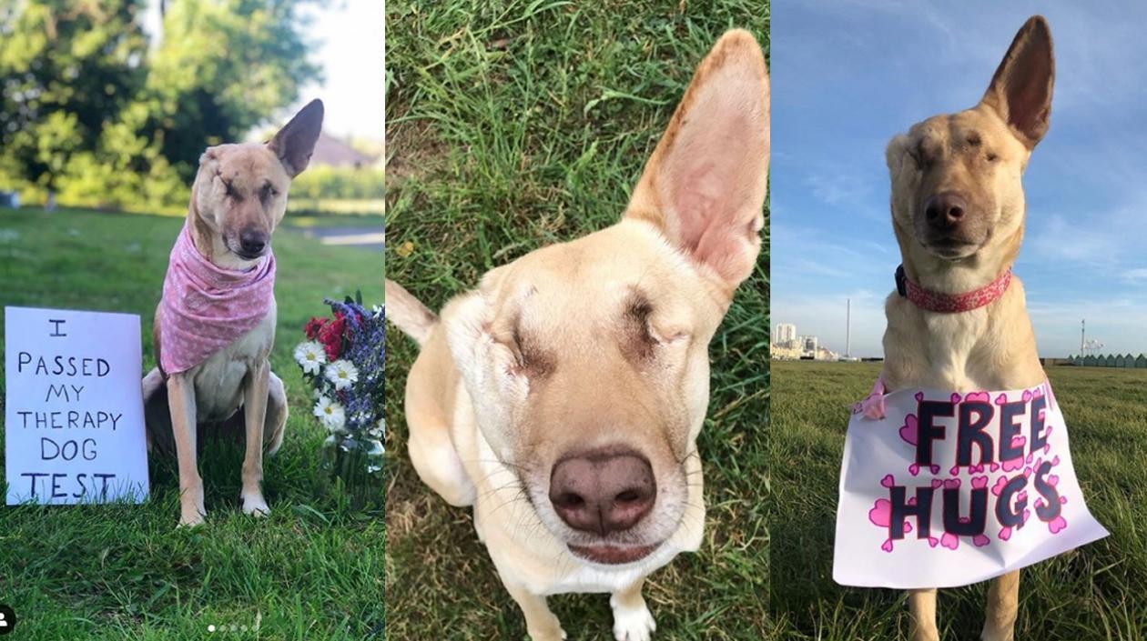 Maggie, perrita sobreviviente.