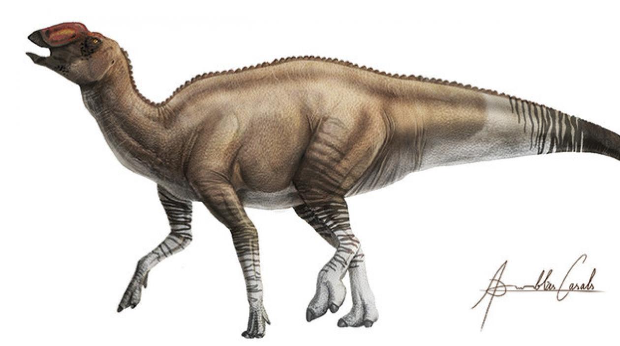 El nuevo género y especie Aquilarhinus palimentus fue un dinosaurio 'pico de pato' que vivió hace unos 80 millones de años.