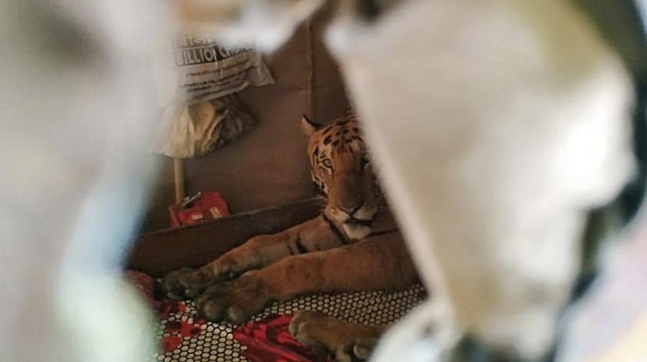 El animal después fue sedado y devuelto a su hábitat.