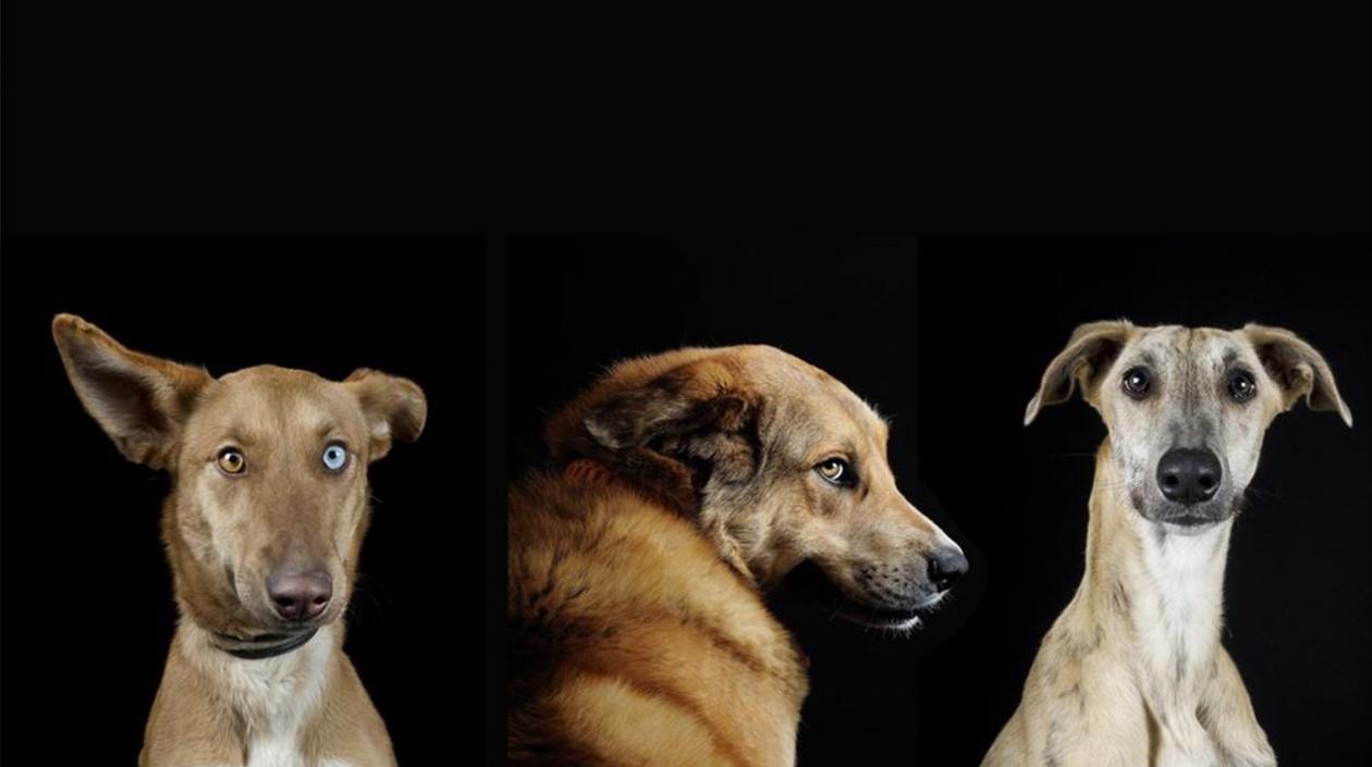 Cada 21 de julio se celebra el Día Mundial del Perro.