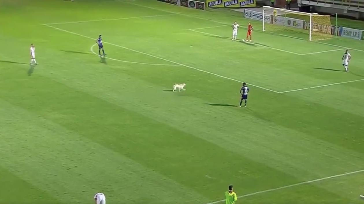 Uno de los perros que hizo presencia en la cancha de La Independencia.
