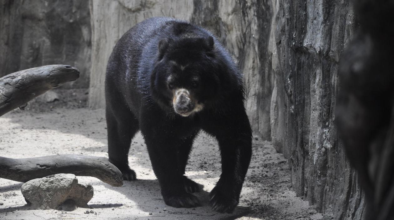 Oso de anteojos 'Chucho'