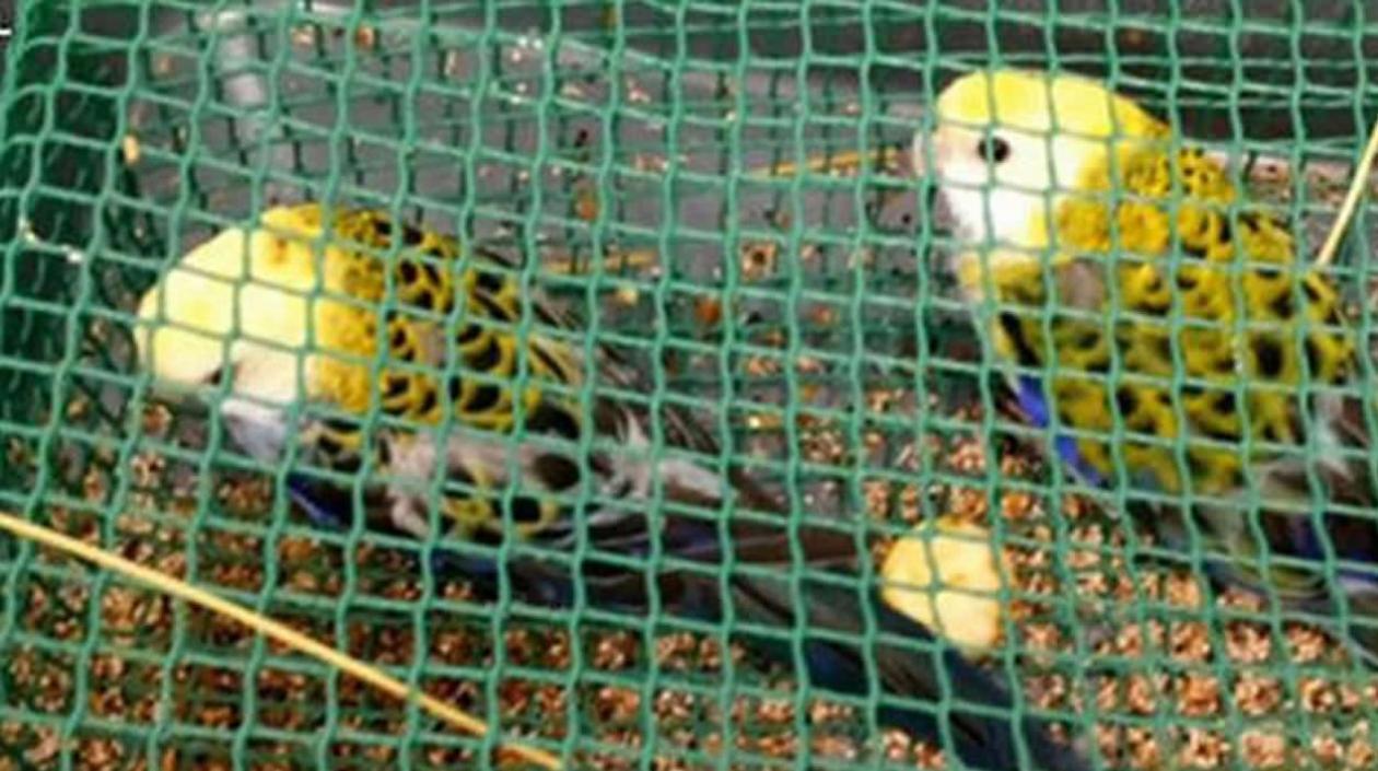 Parte de las especies encontradas al colombiano en el aeropuerto de Tenerife.