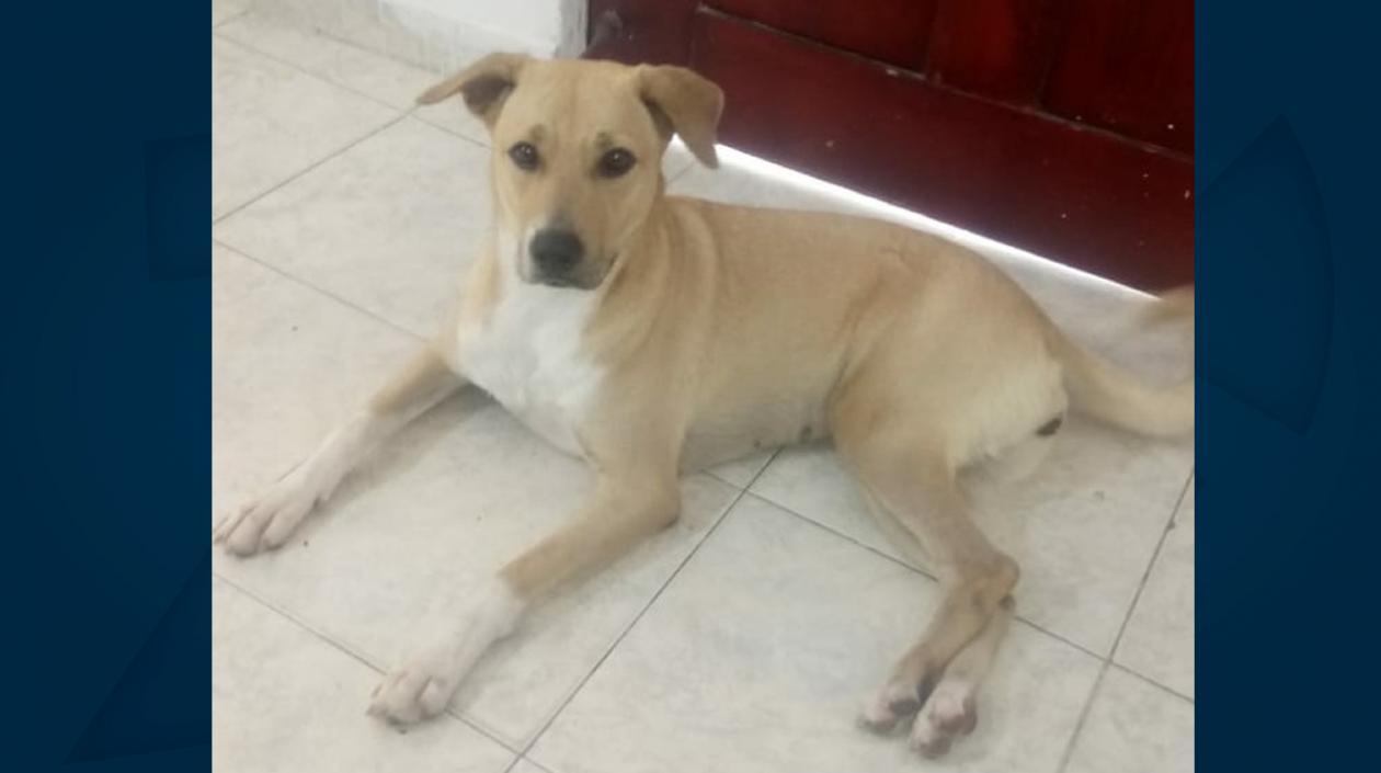 'Sofía', perrita extraviada en el barrio Bellavista.