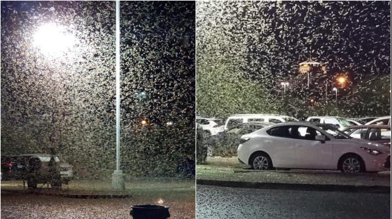 Así se ve la invasión de los saltamontes.