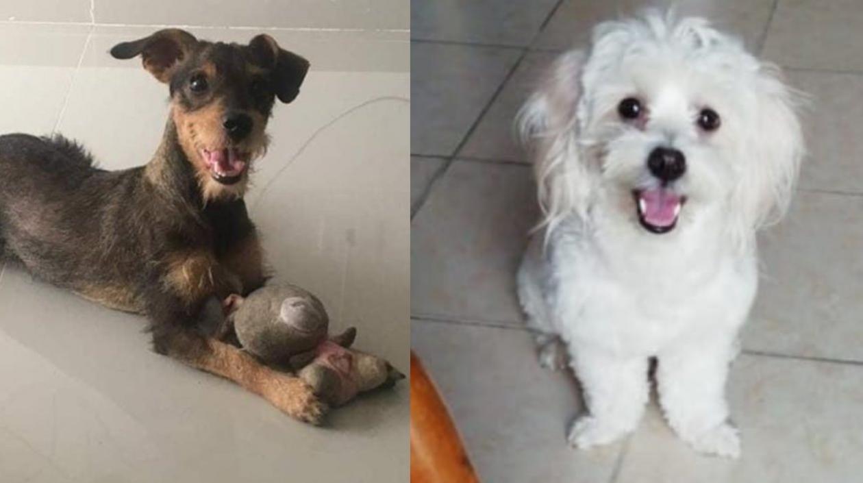 En la foto los dos perros perdidos: 'Doky' y 'Jerry'.