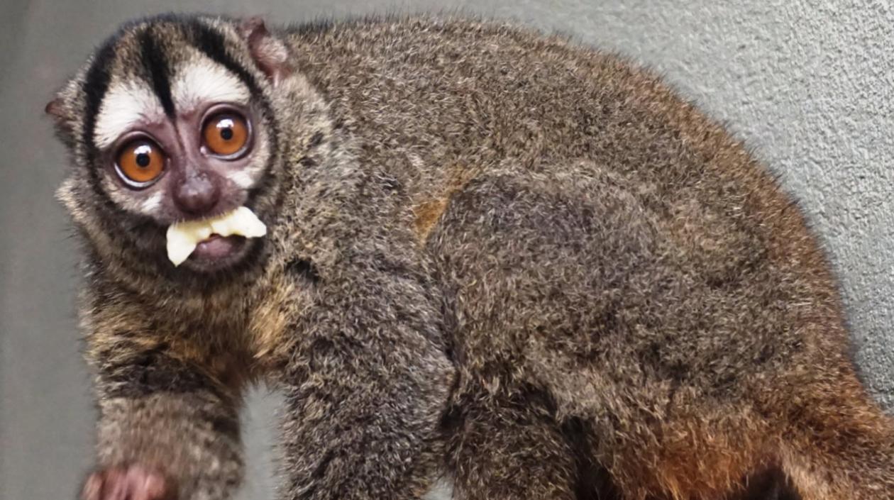 Especie Aotus lemurinus, conocida como mono nocturno.