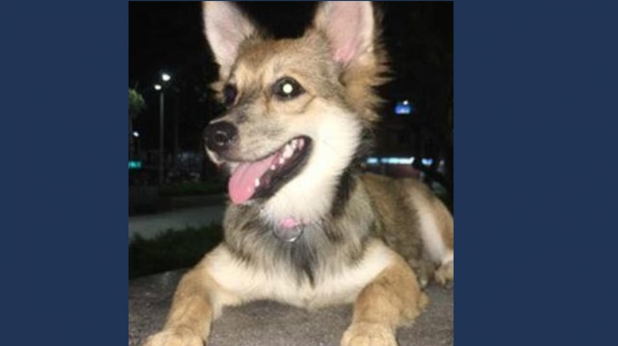 'Abril', mascota perdida en el Parque Venezuela.