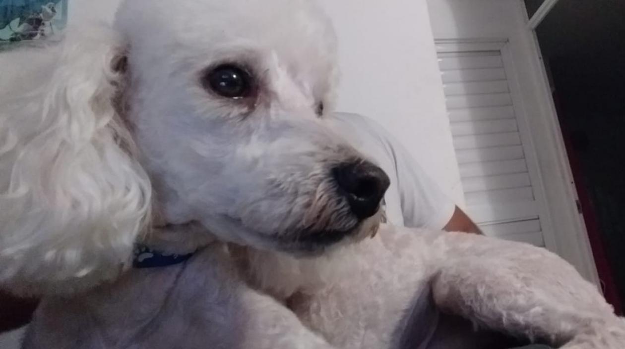 El perro desapareció en el barrio Los Almendros el pasado 2 de agosto.