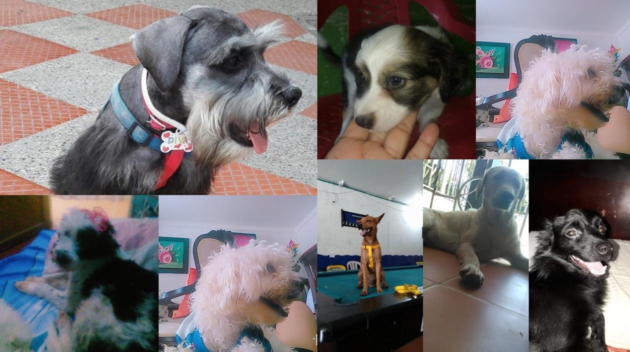 Los perros que han muerto.