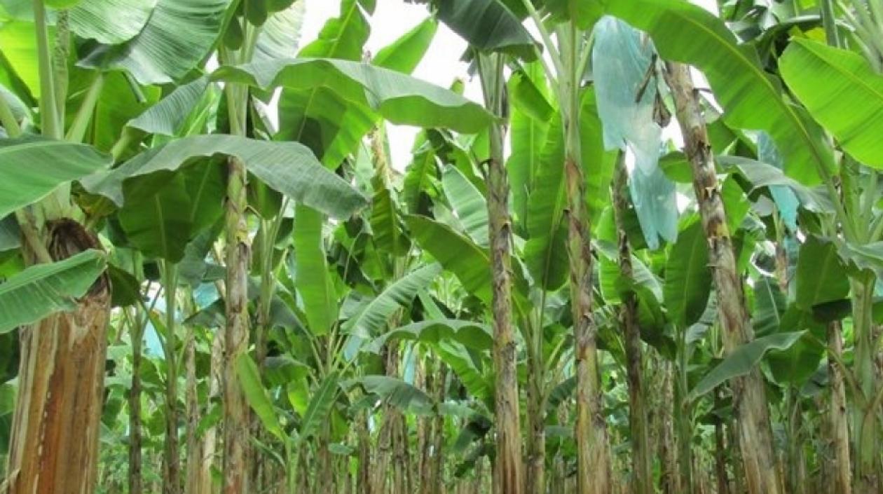 Plantación de bananos en La Guajira afectada por hongo.