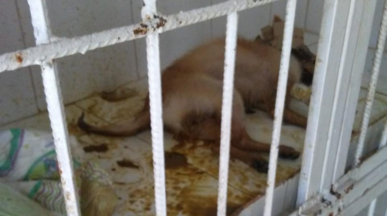 Así mantienen a los perros, según el extrabajador.