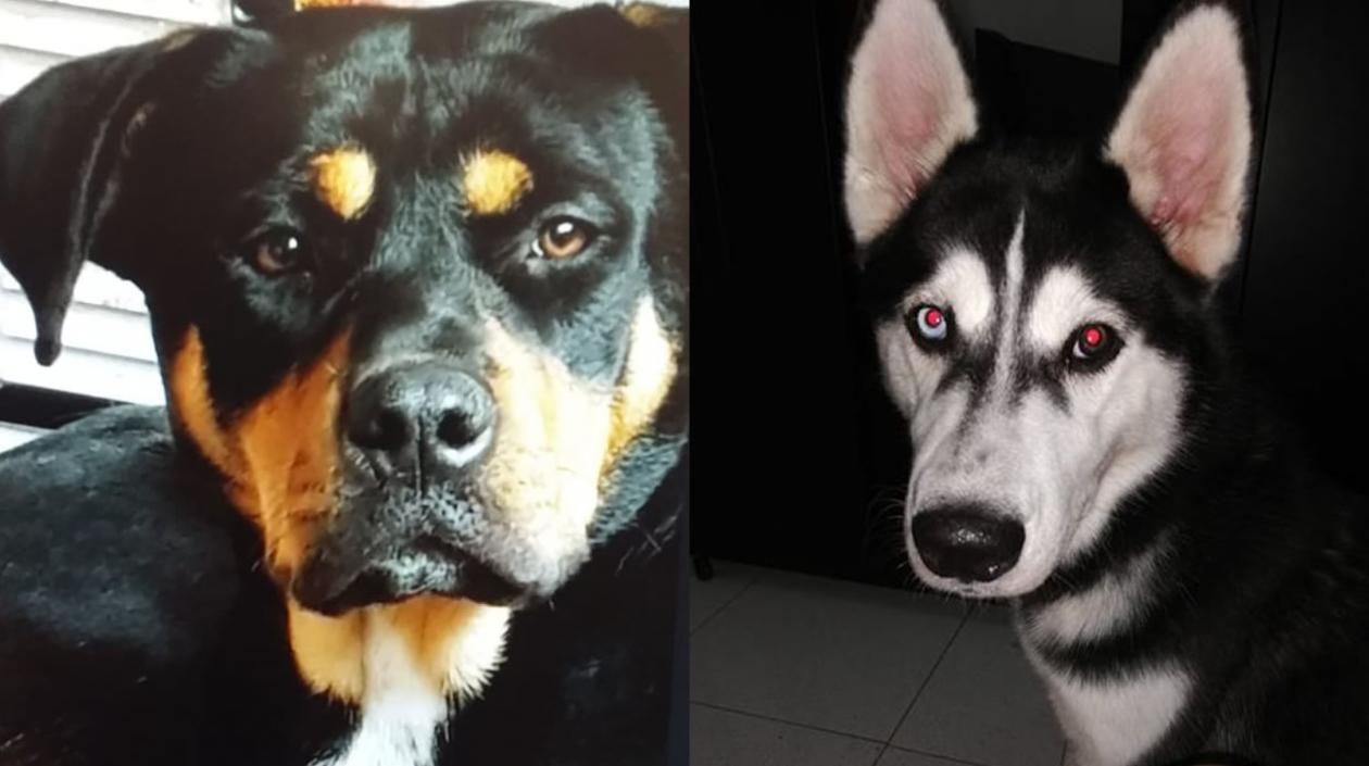 Perros extraviados.