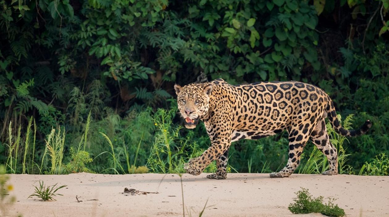 El felino más grande de América es el jaguar.