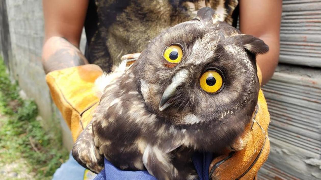 Búho atacado a piedra