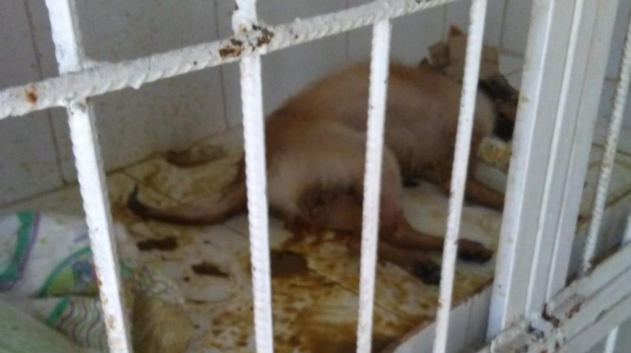 Perro en la veterinaria. Foto suministrada por exempleado.