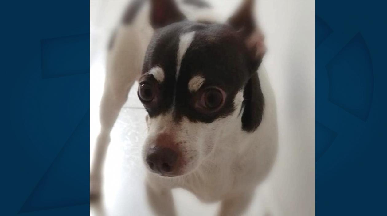 La mascota 'Tomás'.