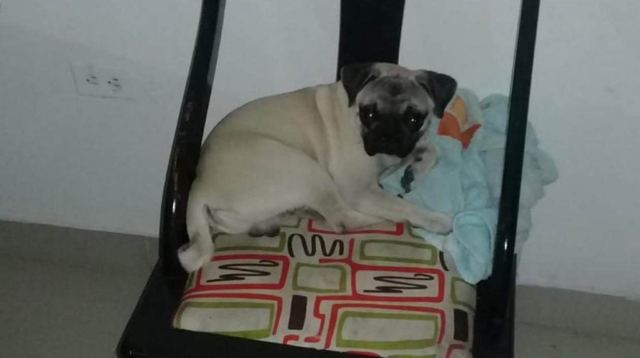 'Godzilla' lleva dos semanas desaparecido.