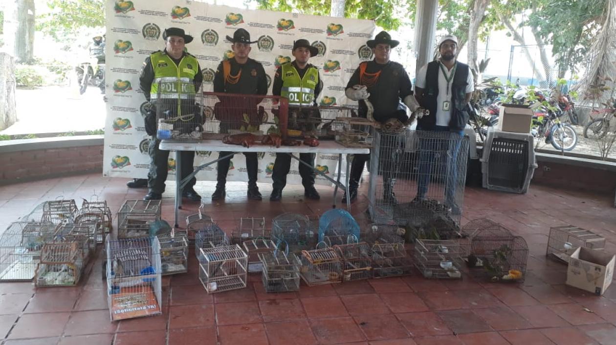 Así fue la incautación de especies silvestres en Barranquilla.