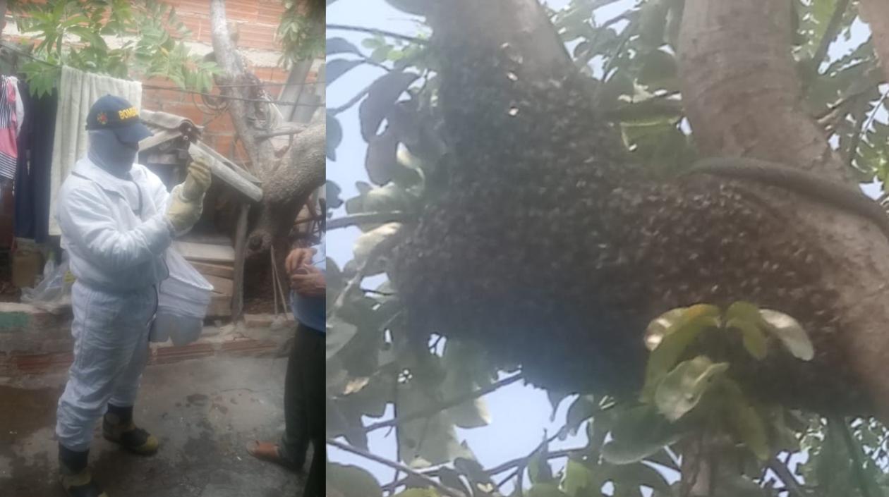 Bomberos controlando enjambres de abejas africanizadas, en el barrio Los Ángeles II etapa.