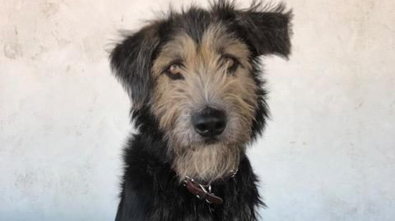 'Monte', protagonista de 'La dama y el vagabundo'.