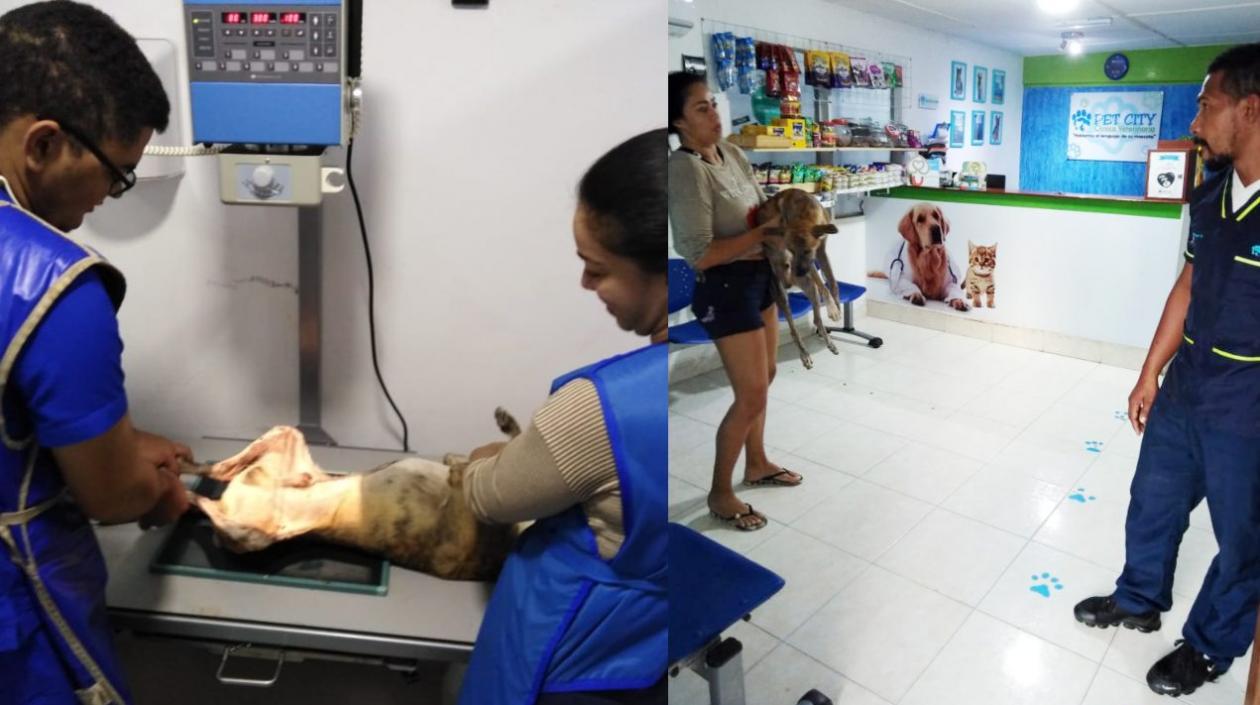 El perro fue atendido en una veterinaria, pero falleció por las lesiones.
