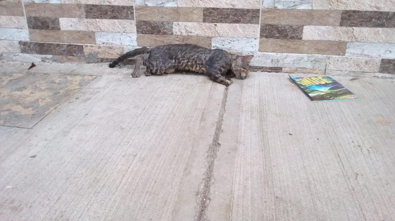 Uno de los gatos envenenados.