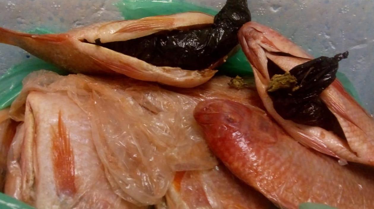 Mojarras incautadas con marihuana.
