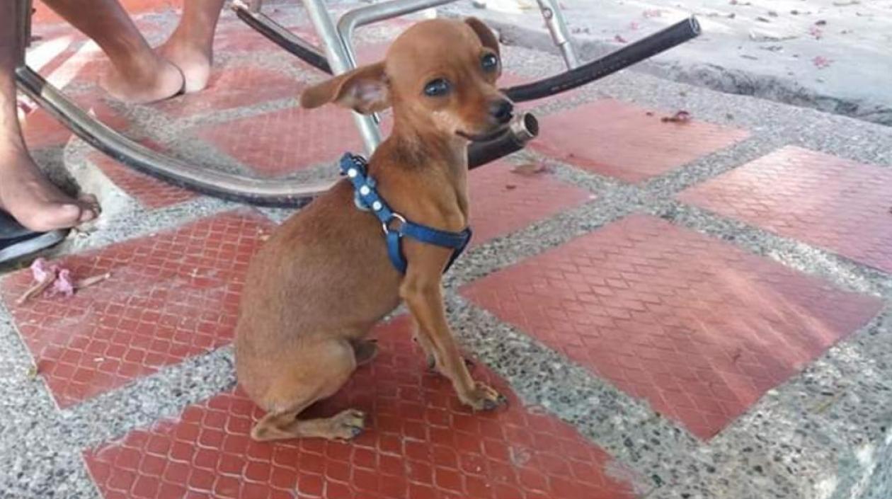 'Pinki' se extravió en el barrio La Sierrita.