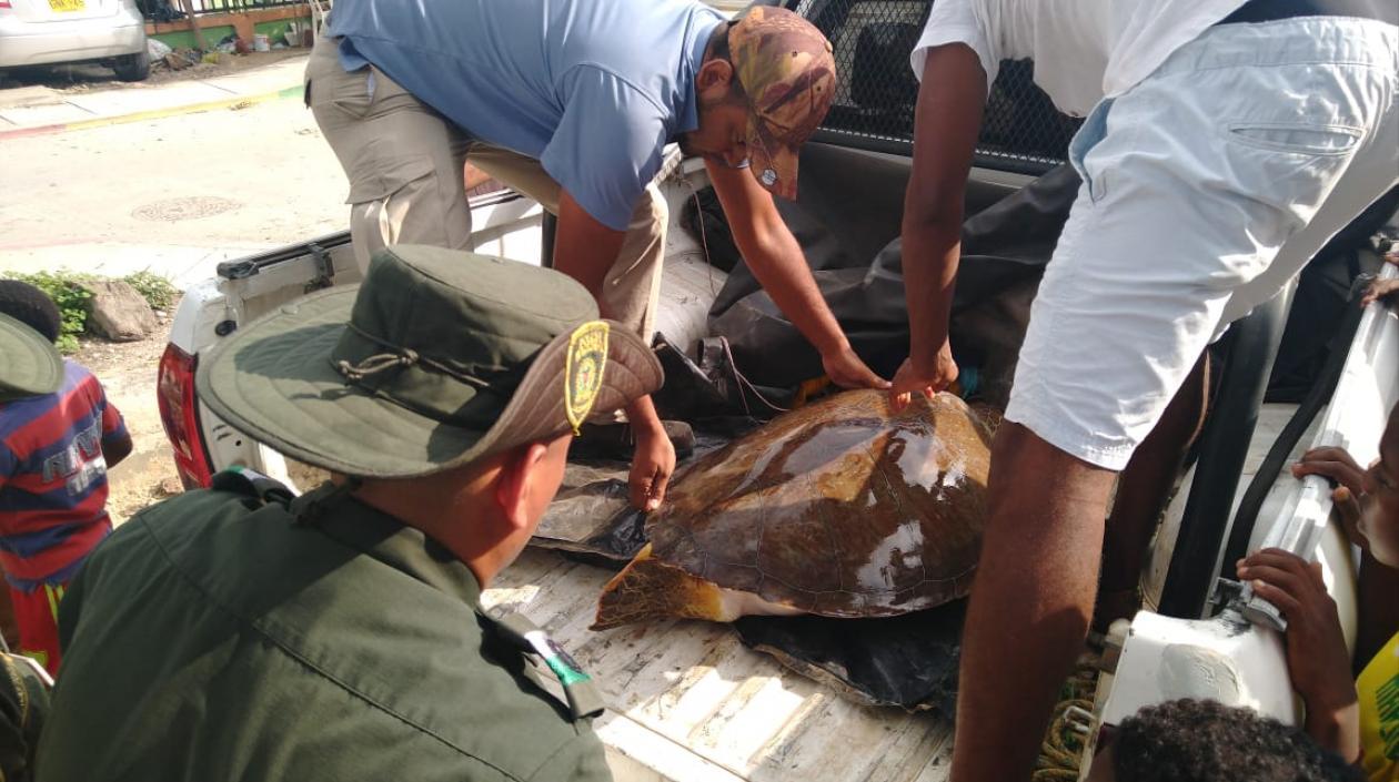 Momento del rescate de la tortuga carey. 