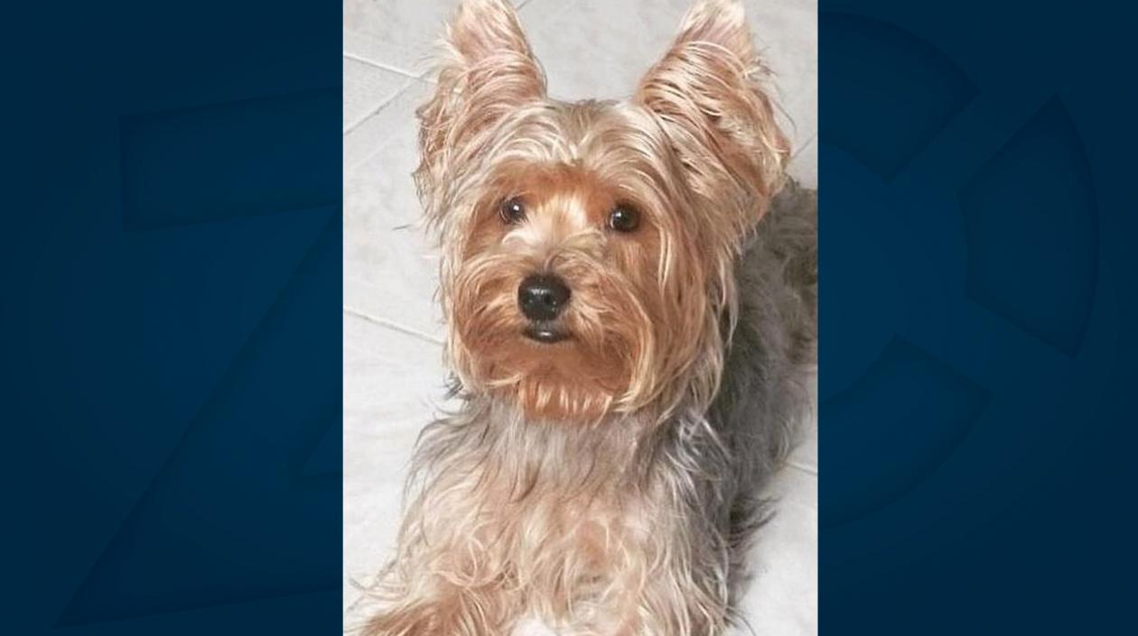 'Rocky', perro extraviado.