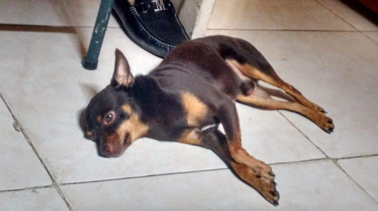 'Choky' desapareció en el barrio Kennedy.